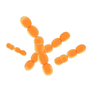Lactobacillus paracasei